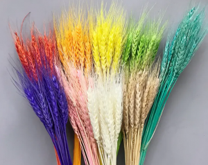色差宝在彩色小麦颜色测量中的应用