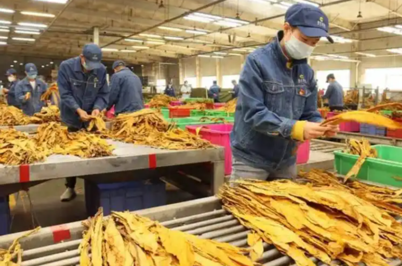 符合YC/T 291-2009)标准的烟叶分级灯具推荐